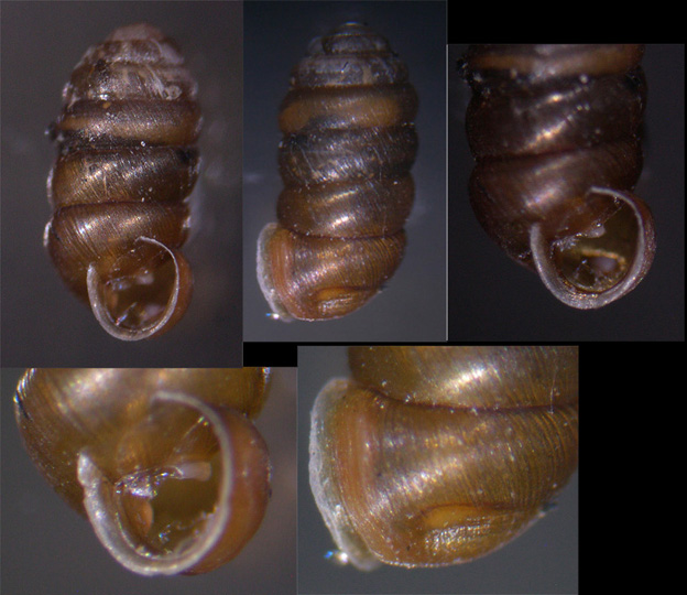 Pupilla triplicata, filmato